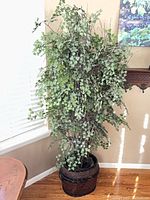 Full view of silk fern tree in pot