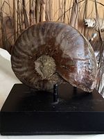 front view of polished ammonite fossil on black stand