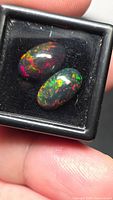 Two oval black opals in display box showing vivid red, green, orange play-of-colour