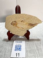 Full view of fish fossil on display stand with scale reference