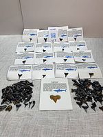 Overview of 17 card-mounted fossil teeth and loose teeth groups