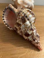 Triton’s trumpet shell side view