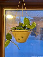 Planter hanging with plant for scale; shows exterior glaze and motif