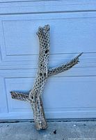 Full view of cactus skeleton leaning against garage door