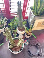 Group shot of multiple potted plants and metal stand