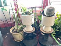 Overview of three cacti in planters on stands plus additional leafy plants