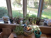 Overall view of nine potted plants on window ledge