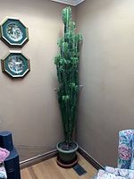Full view of tall African milk tree in pot placed in room corner