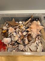 Top view of tote showing mixed sea shells, starfish, coral and mesh bag