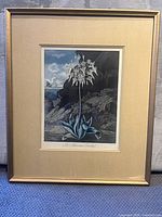 Front view of framed botanical print showing image, mat and gold frame