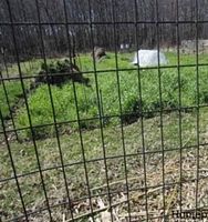 Close view of installed section showing rectangular wire grid pattern and black vinyl coating