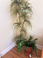 Tall artificial plant and shorter live plant together in corner