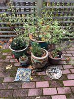 Group shot of five planters with plants and two stone decor pieces