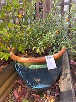 Full view of blue ceramic planter with plant
