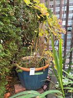 Full view of blue/teal ceramic pot with plant in outdoor setting