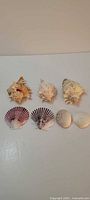 Seven assorted shells laid out for overview