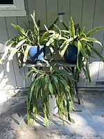 Two potted succulents on tabletop, third below, all in blue pots with folding table visible