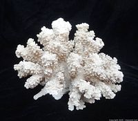 Front view of full white coral specimen