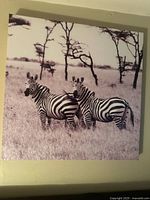 Front view of square black-and-white canvas showing two zebras in savannah landscape