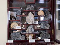 Cabinet view of assorted ammonite and other fossils