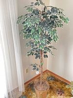 Full view of artificial ficus tree in corner, showing height and basket