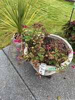 Large cream plastic planter with flowering plants on caddy, grey planter with spiky plant behind