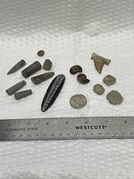 Group shot of all thirteen fossils with ruler and coin for scale