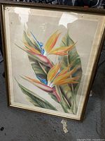 Bird of Paradise framed print