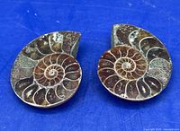 Pair of polished ammonite halves on blue background