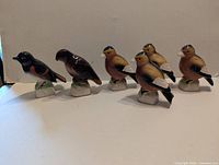 Redstart, Red-Tailed Hawk, four Evening Grosbeaks