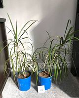 Front view of both Dracaena plants in blue pots