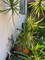 Full view of Dracaena marginata showing height, stems, and pot beside wall