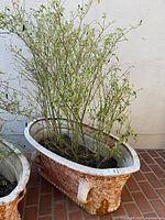 Full view of elongated planter with plant growth