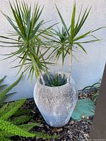 Planter with dracaena against wall