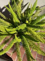 Top view of foxtail fern foliage