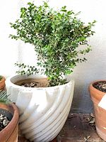 Full view of white spiral planter with shrub