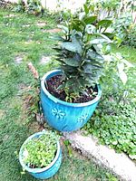 Large and small matching blue planters outdoors with soil and plants (plants not included)
