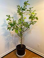 Full view of nine-year-old lemon tree in pot showing foliage, trunk, soil, and white saucer