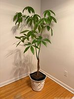Full view of money tree and planter