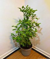 Full view of potted lemon tree in corner