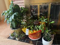 Group of all potted plants on hearth