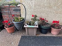 All five potted geraniums lined against wall