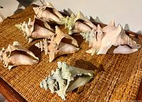 Eight conch shells on woven surface, varied orientations
