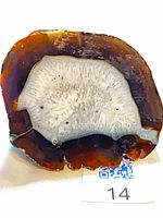 Front cut face of agate geode showing white quartz crystals and brown agate rim