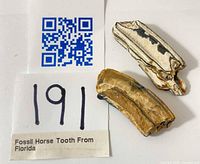 Two fossilized horse teeth with lot label