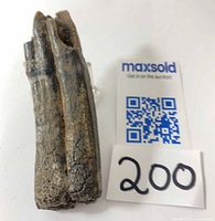Oblique view of mastodon tooth fragment with size reference tag marked 200