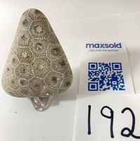 Front view of triangular polished Petoskey stone showing coral pattern next to scale card