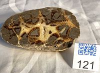 Front view of oval septarian slice showing calcite and aragonite pattern with lot tag 121