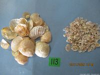 Overall view of apricot shells pile left and tiny clam shells pile right