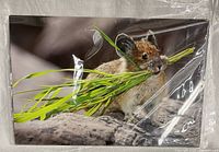 Front view of aluminum photo showing pika with grass